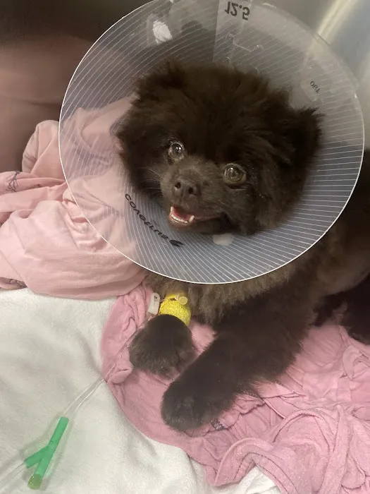 Assisi Veterinary Hospital Picture 4