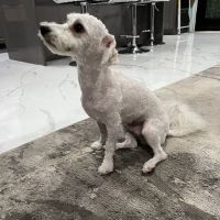 Assisi Veterinary Hospital ico