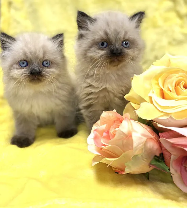 PERSIAN KITTENS CAT BREEDER Picture 1