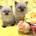 PERSIAN KITTENS CAT BREEDER