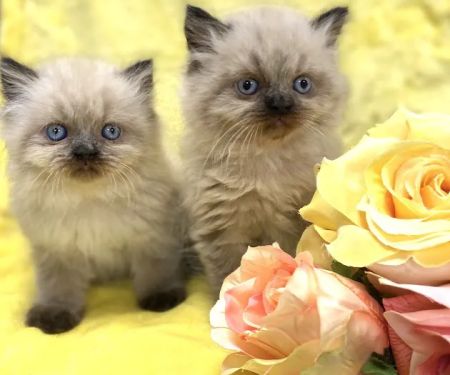 PERSIAN KITTENS CAT BREEDER