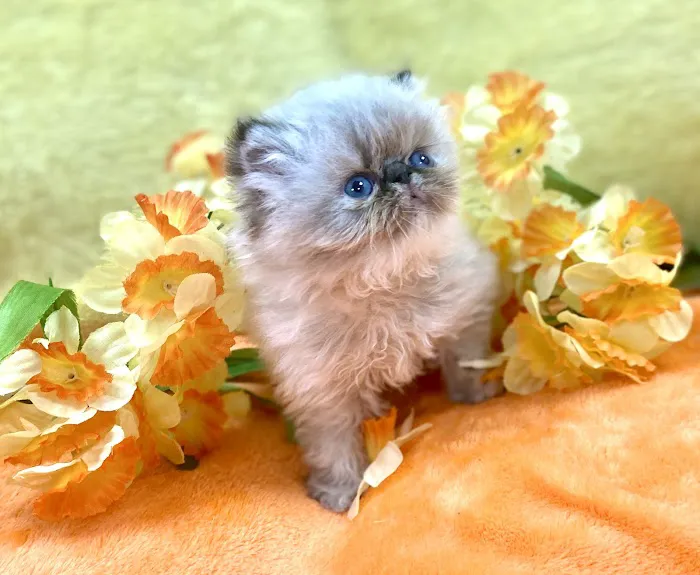 PERSIAN KITTENS CAT BREEDER Picture 2