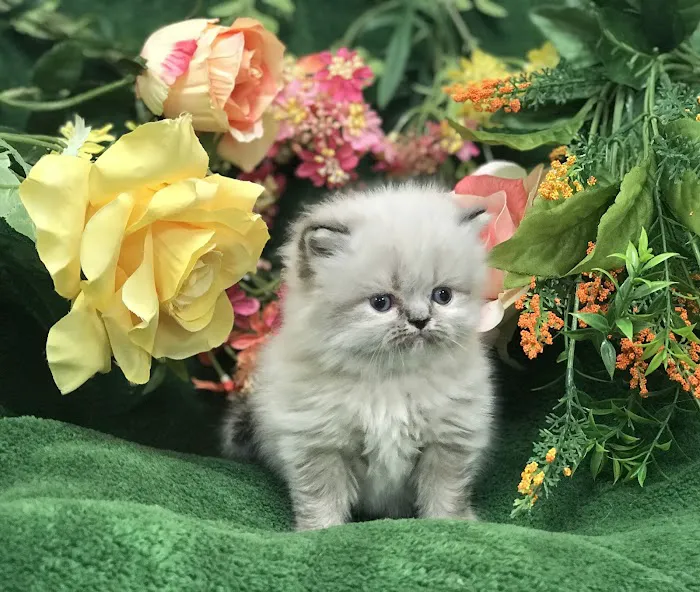 PERSIAN KITTENS CAT BREEDER Picture 3