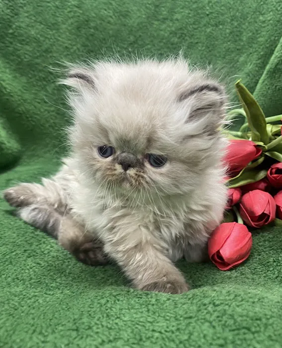 PERSIAN KITTENS CAT BREEDER Picture 8