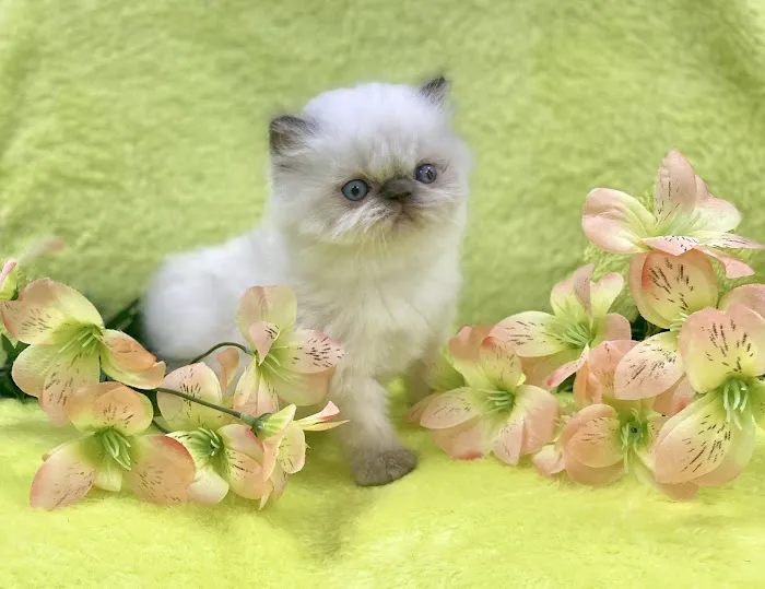 PERSIAN KITTENS CAT BREEDER Picture 7
