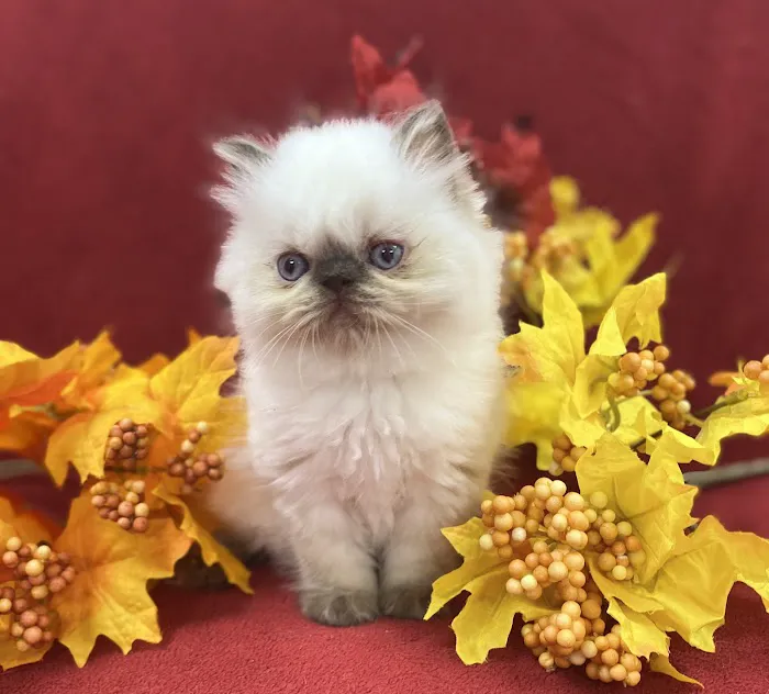 PERSIAN KITTENS CAT BREEDER Picture 4
