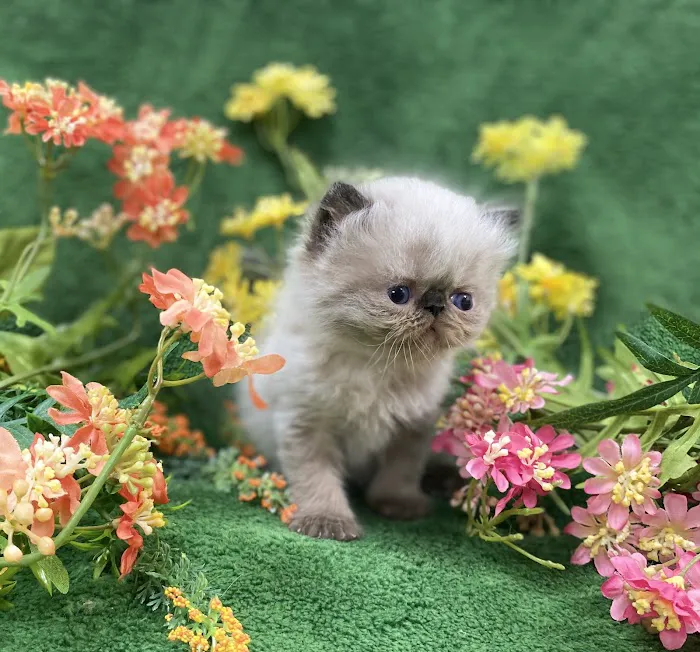 PERSIAN KITTENS CAT BREEDER Picture 6