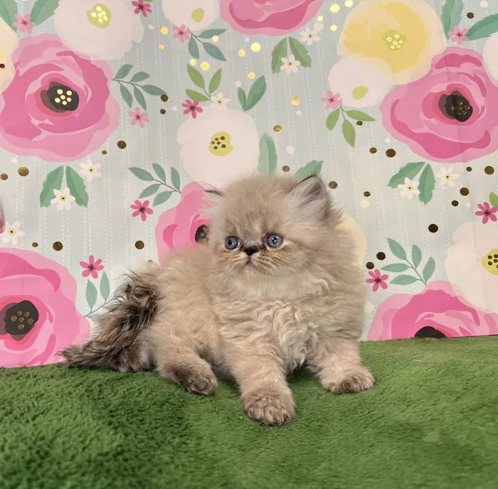 PERSIAN KITTENS CAT BREEDER Picture 5