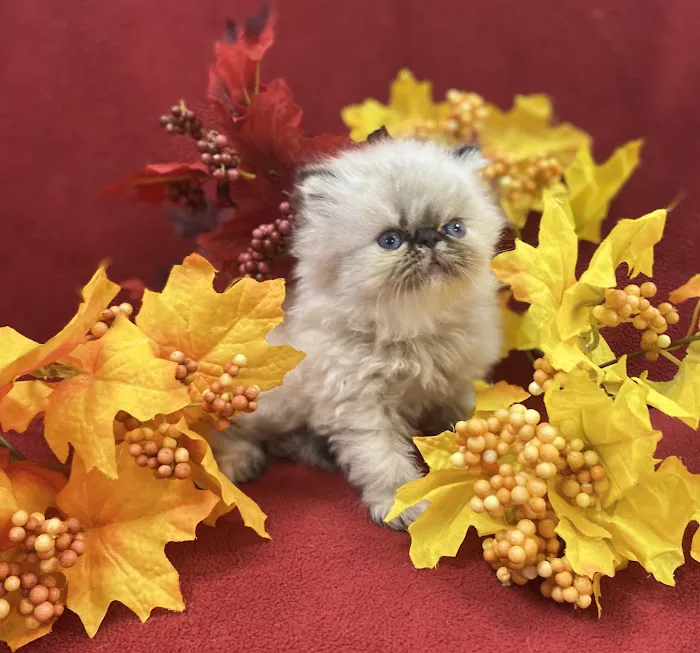 PERSIAN KITTENS CAT BREEDER Picture 10