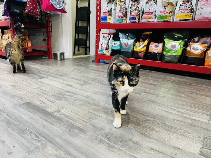 Natty Pet Shop Picture 4