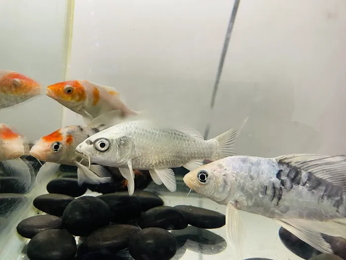 Natty Pet Shop Picture 10