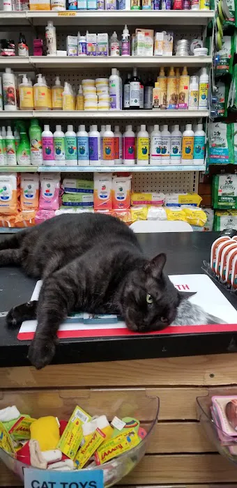 NYC Pet Picture 4