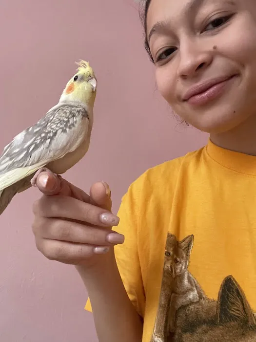 Empire Parrots Picture 5