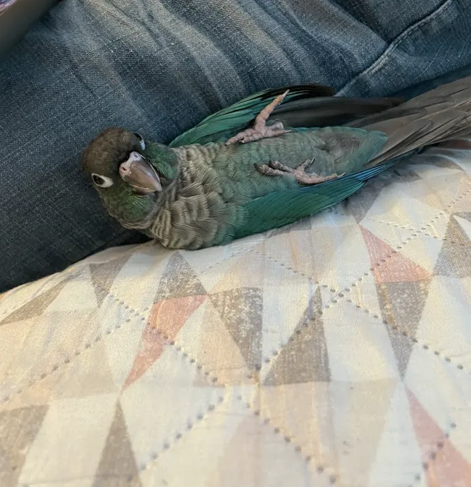 Empire Parrots Picture 3