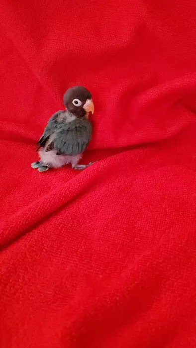 Empire Parrots Picture 6