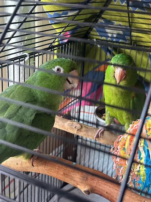 Empire Parrots Picture 1