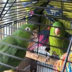 Empire Parrots