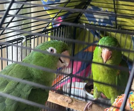 Empire Parrots