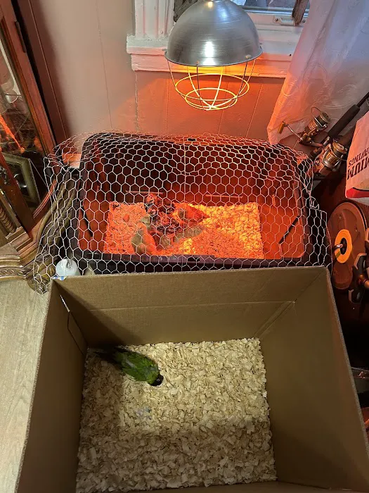 Empire Parrots Picture 8