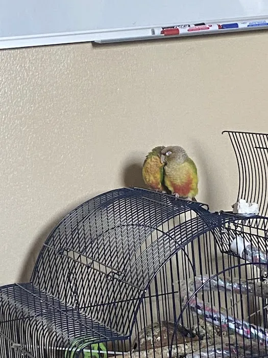 Empire Parrots Picture 9