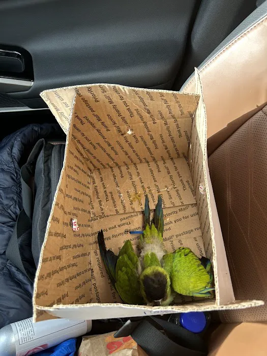 Empire Parrots Picture 10