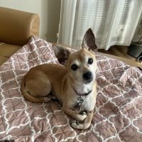 West Hempstead Animal Hospital ico