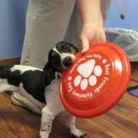 Best Friends Veterinary Care ico