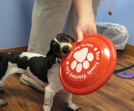 Best Friends Veterinary Care