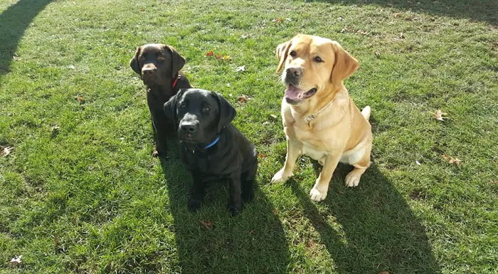 Best Friends Veterinary Care Picture 2