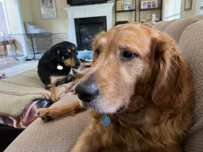 Best Friends Veterinary Care Picture 5