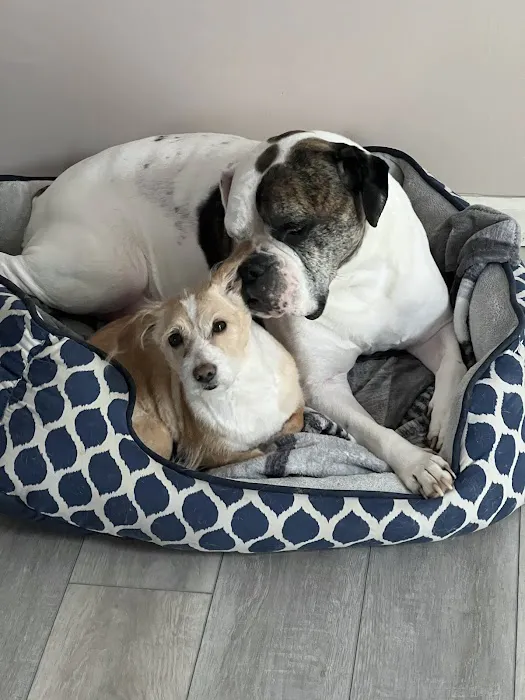 Best Friends Veterinary Care Picture 6