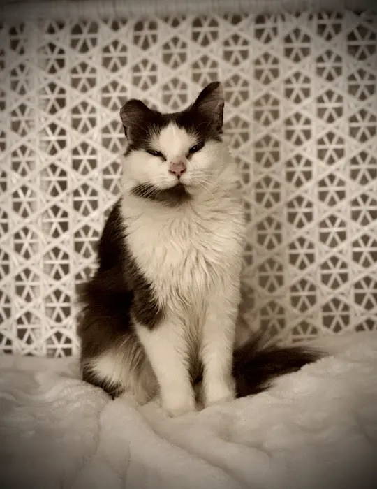 Best Friends Veterinary Care Picture 7