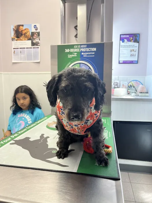 Hawkins Animal Hospital & Wellness Center Picture 5