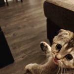 Magic Kittens Cattery