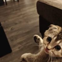 Magic Kittens Cattery ico
