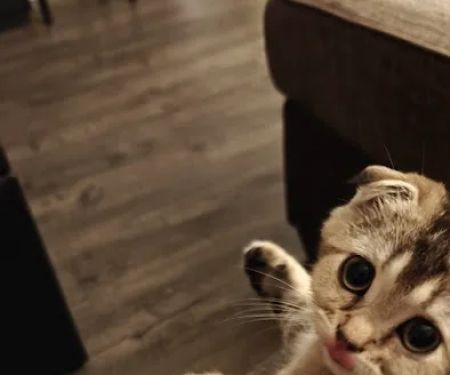 Magic Kittens Cattery
