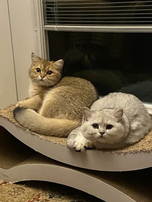 Magic Kittens Cattery Picture 4