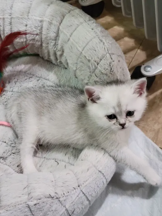 Magic Kittens Cattery Picture 6