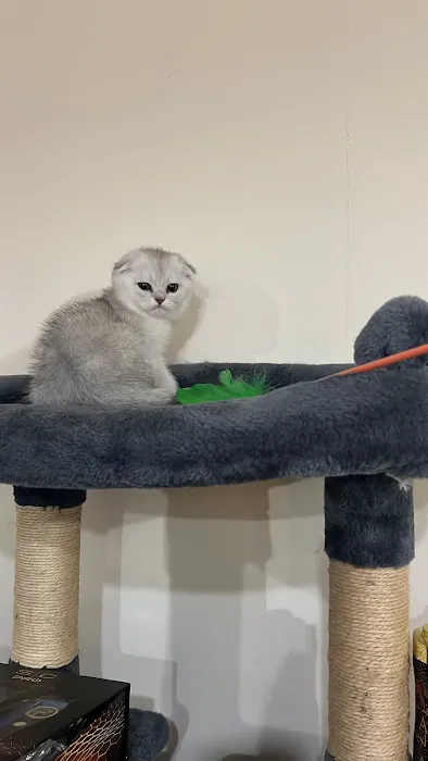 Magic Kittens Cattery Picture 7