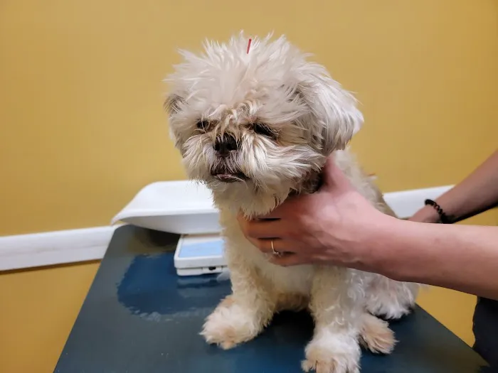 Ting Veterinary Acupuncture Picture 1