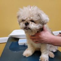Ting Veterinary Acupuncture ico