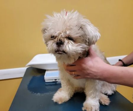 Ting Veterinary Acupuncture