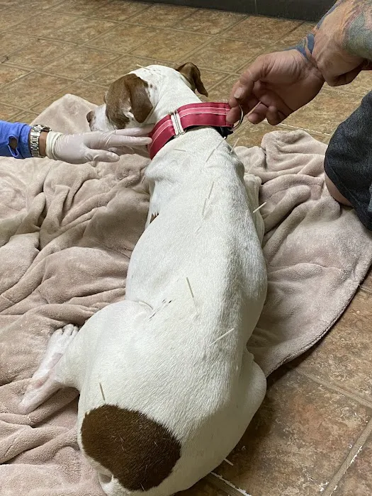 Ting Veterinary Acupuncture Picture 5