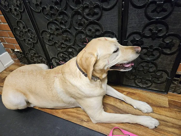 Ting Veterinary Acupuncture Picture 4