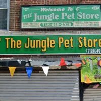 C The Jungle Pet Store ico