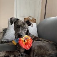 Grady Animal Hospital ico