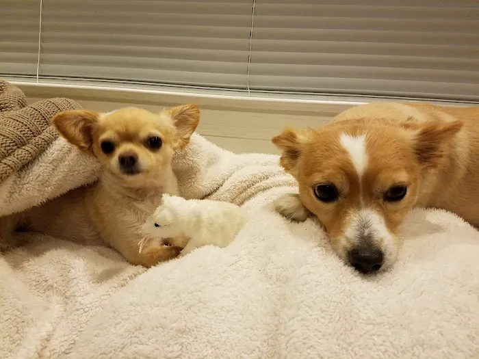Blue Point-Bayport Animal Hospital Picture 7