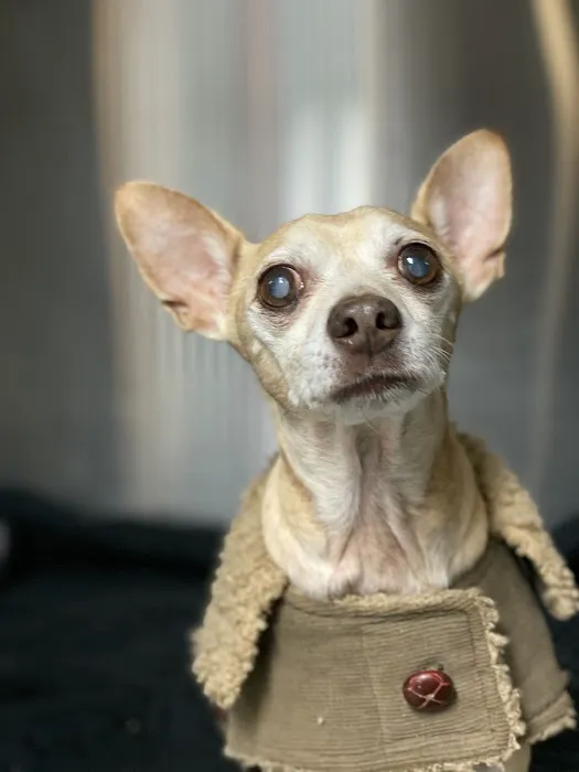 Blue Point-Bayport Animal Hospital Picture 10