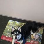 Bayport Village Animal Health