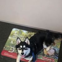 Bayport Village Animal Health ico